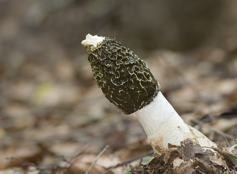 Phallus impudicus